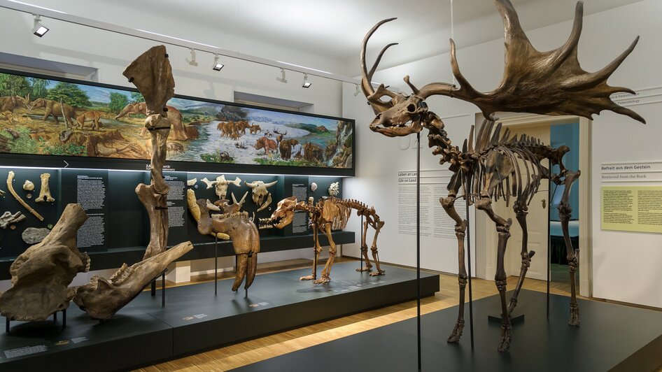 Skelette von prähistorischen Tieren und Darstellungen in einem Museum.