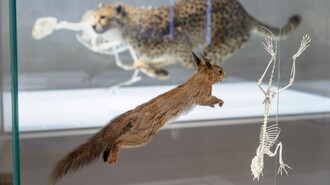 Ein lebensecht ausgestopftes Eichhörnchen springt vor einem Geparden-Skelett. | © UMJ - N. Lackner