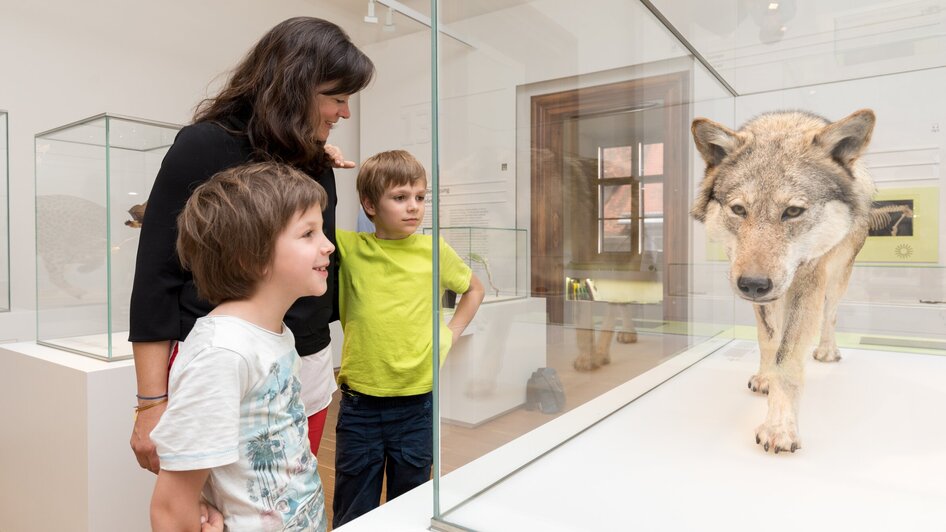 Familie betrachtet ausgestopften Wolf im Museum.