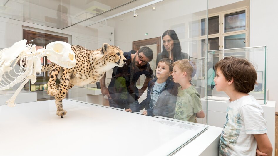 Familie und Kinder betrachten ein Gepardenskelett im Museum.