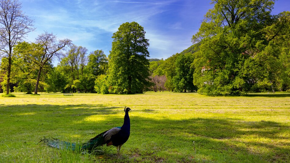 Der Schlosspark von Schloss Eggenberg mit einem Pfau im Vordergrund. | © Graz Tourismus - Harry Schiffer
