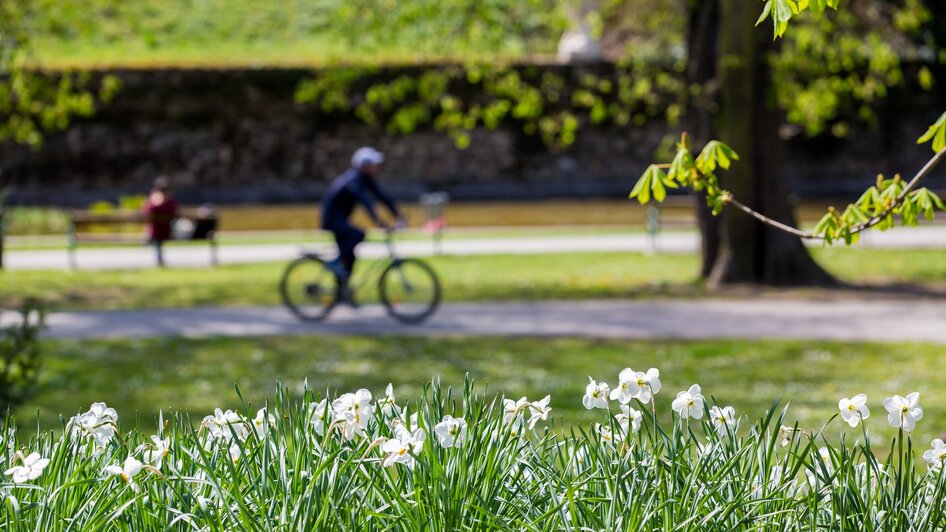 Frühling im Stadtpark in Graz mit blühenden Narzissen und Radfahrer.