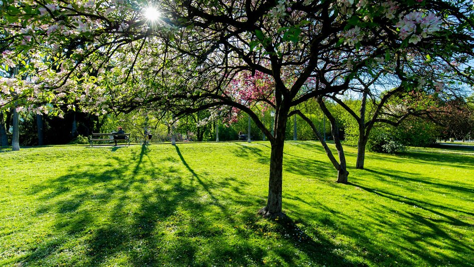 Blühender Baum im Stadtpark, mit Sonnenstrahlen und grünem Rasen.