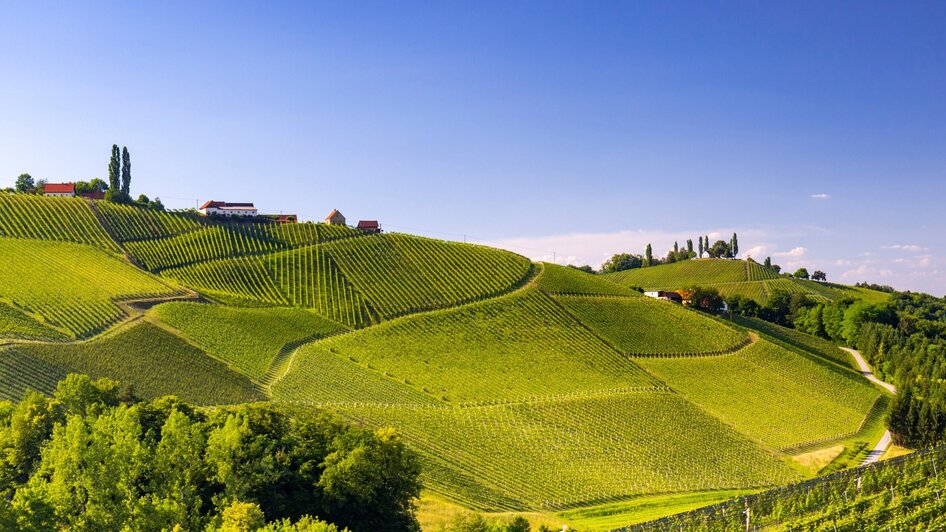 Südsteirische Weinstraße  - Impression #2.6 | © Steiermark Tourismus/Harry Schiffer