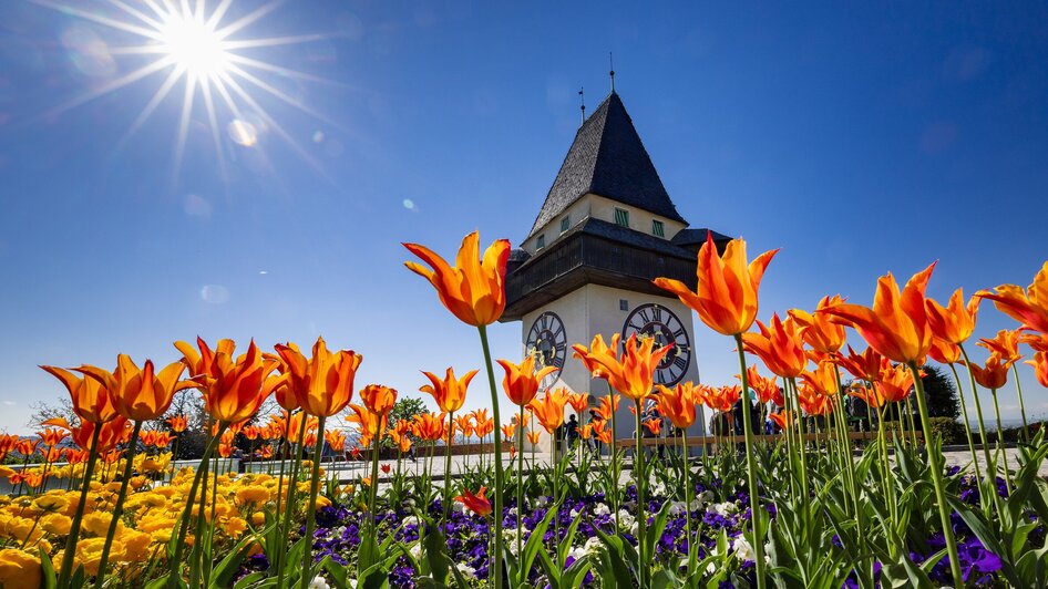 Bunter Frühling mit orangefarbenen Tulpen und dem Uhrturm in Graz. | © Graz Tourismus - Harry Schiffer