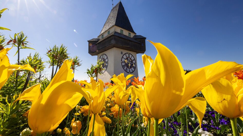 Farbenfrohe Tulpenblüten vor dem Uhrturm am Grazer Schlossberg. | © Graz Tourismus - Harry Schiffer