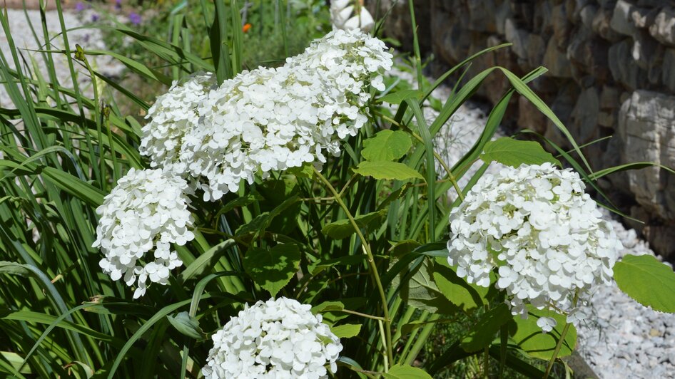 Gartenstammtische im Jesuitengarten - Impressionen #2.4