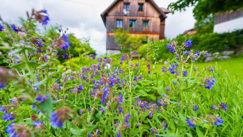 Kräuterwiese | © Kräuterbauernhof Percht 