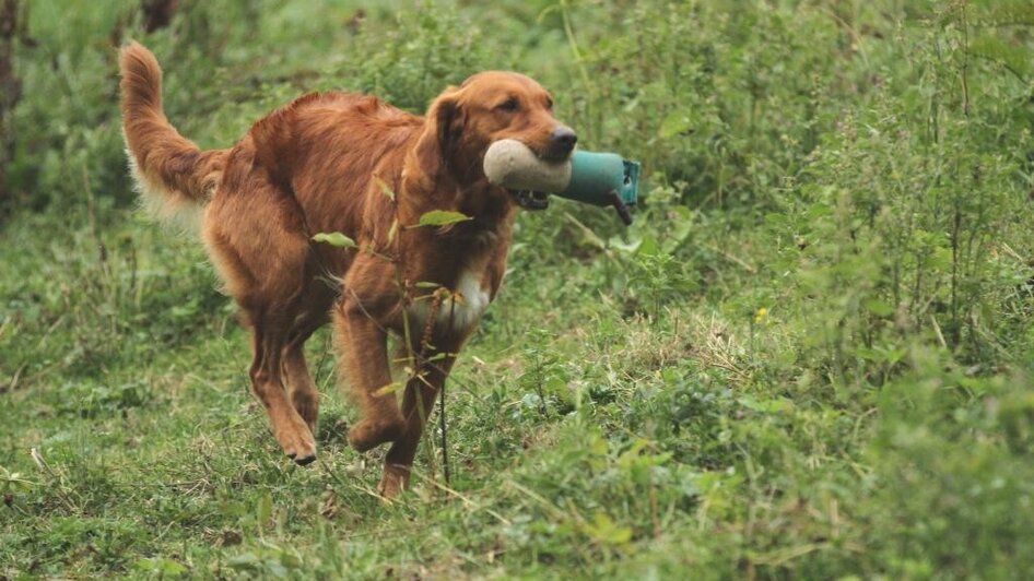 DOGclusion - Dummyarbeit | © DOGclusion