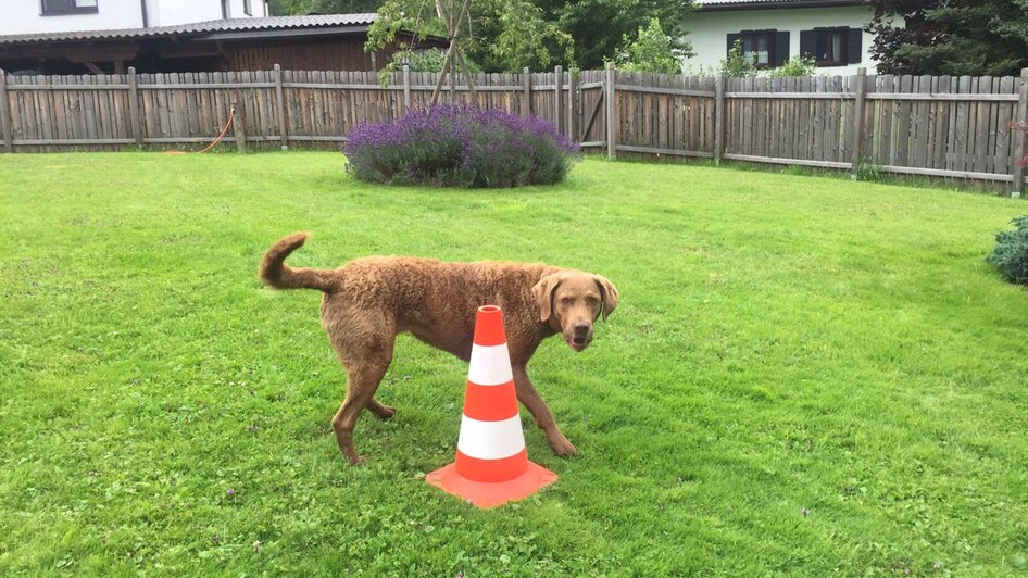 DOGclusion - Do as I do | © DOGclusion