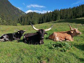Texas Longhorn auf der Mautneralm | © Nicole Leitgab