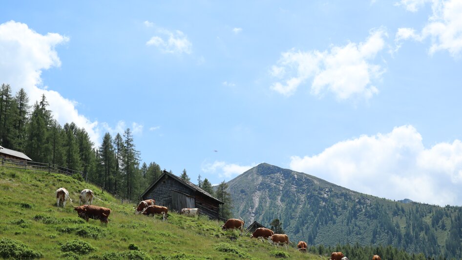Schladminger Alm