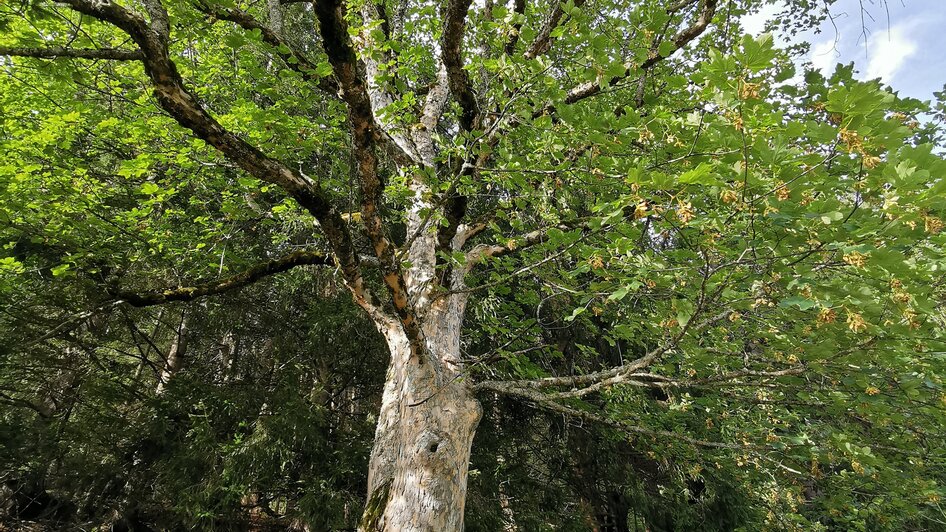 Auch ein Natur.Kraft.Platz. | © Landentwicklung Steiermark